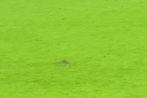 老鼠闯入球场库尔图瓦想抓住但失手，威尔士球员将其驱赶出场