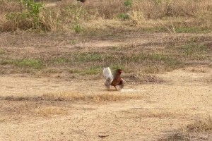 国外网友恶搞：这是水晶宫vs利物浦